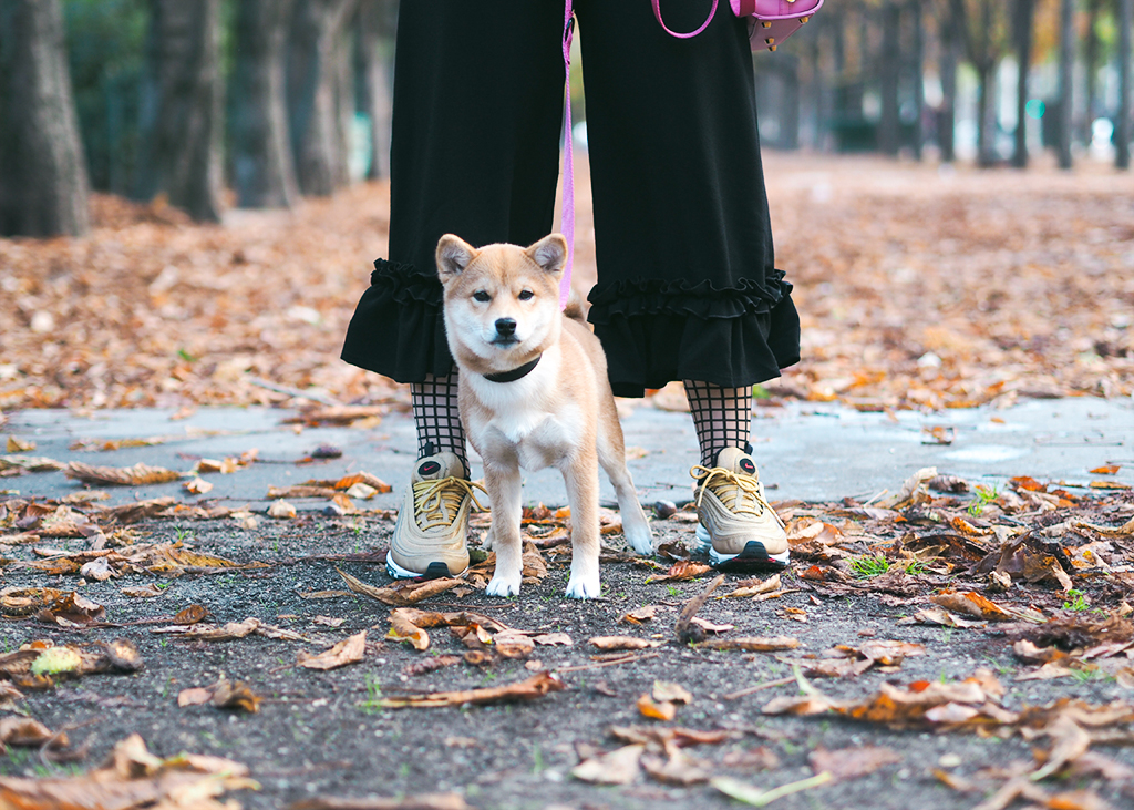 lazy oaf boohoo nike shiba inu