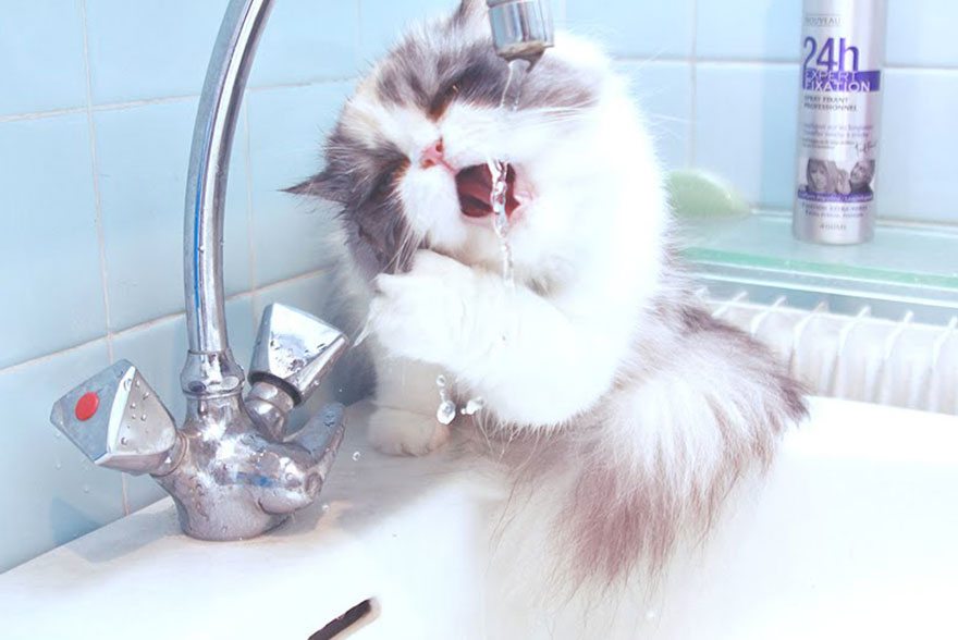 Chat persan joue avec l'eau
