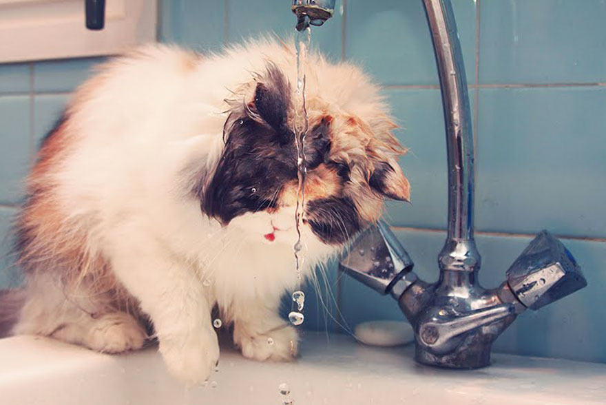 Chat persan joue avec l'eau