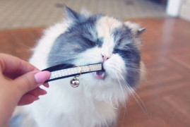 Furby mange son collier