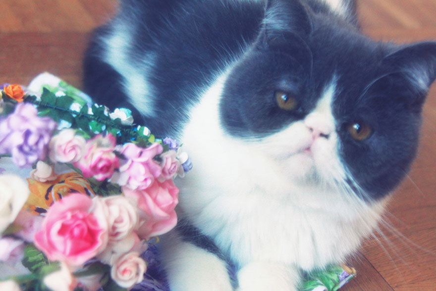 Chat avec des fleurs