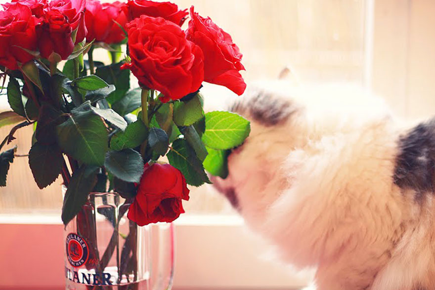 Chat persan et fleurs roses