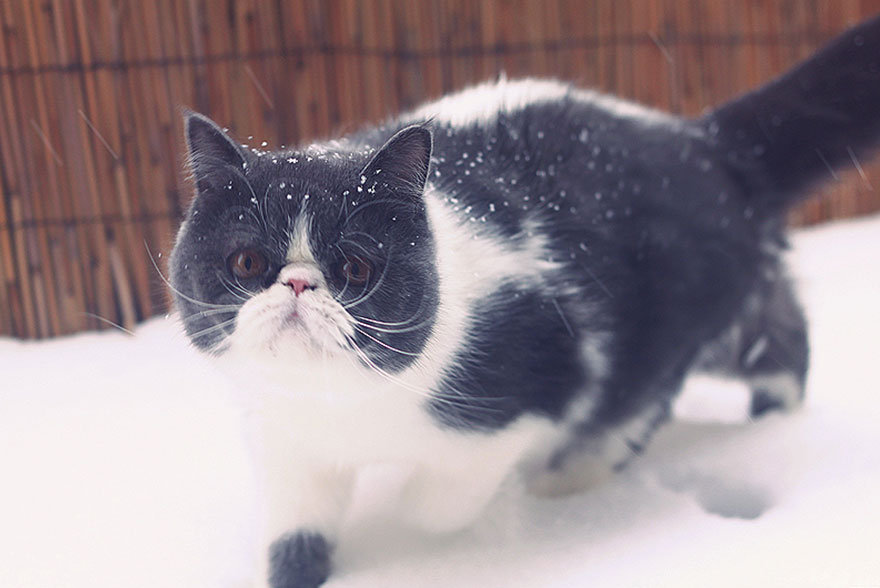Chat sous la neige