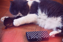 Earl et les lunettes et la coque à pois
