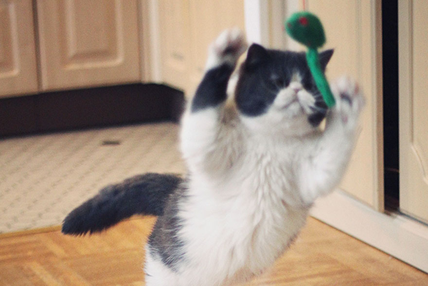 Chat joue avec souris