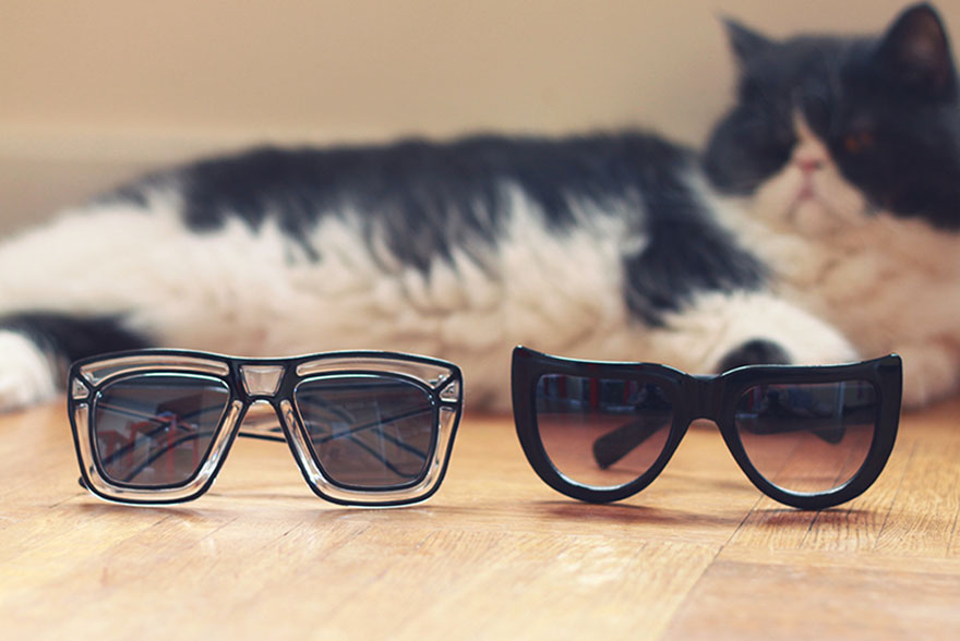 Chat et lunettes de soleil