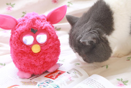jouet furby rose chat exotic shorthair
