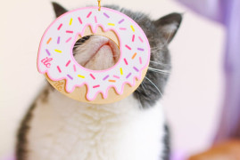 i love crafty donuts
