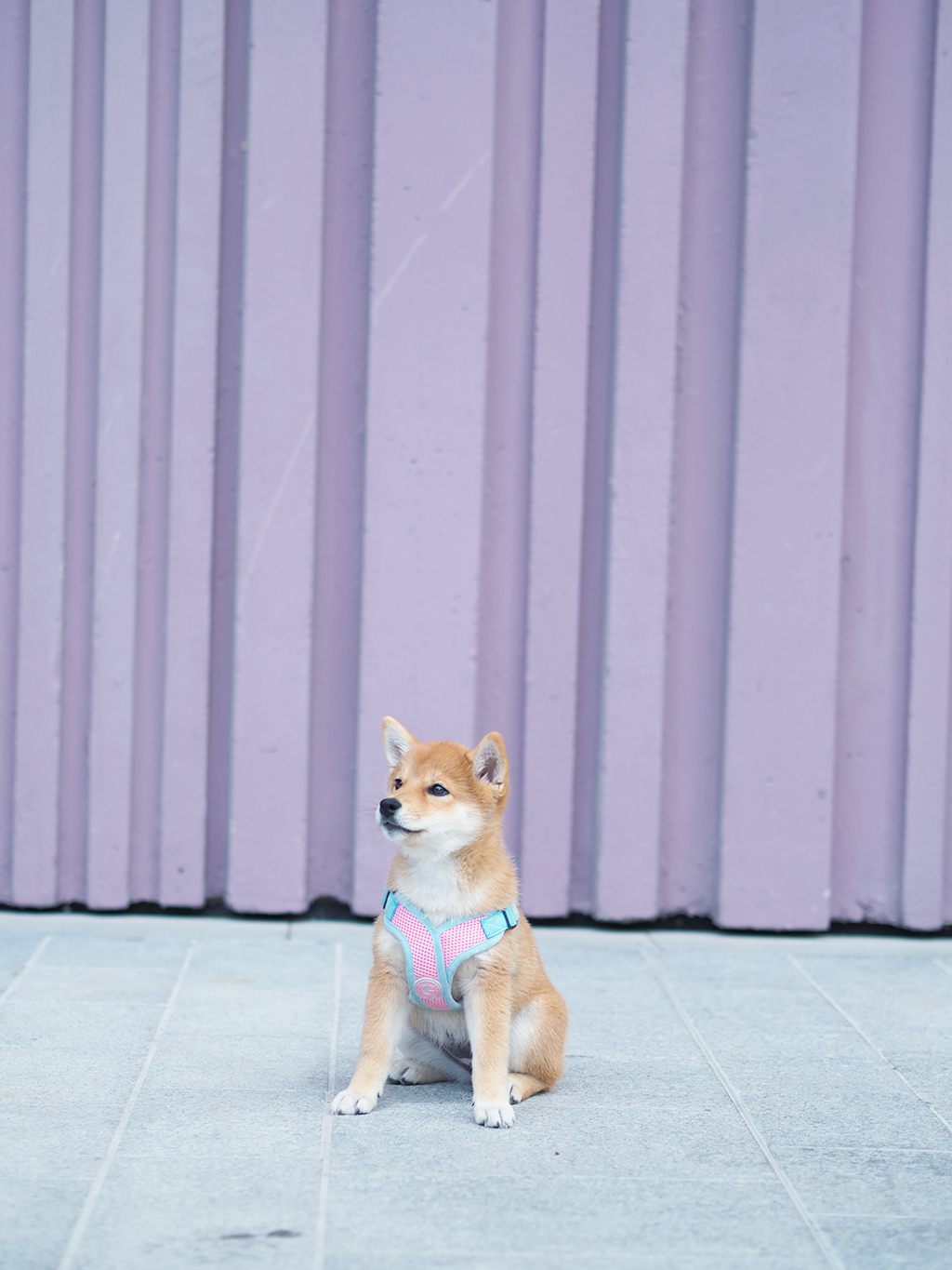 shiba inu paris