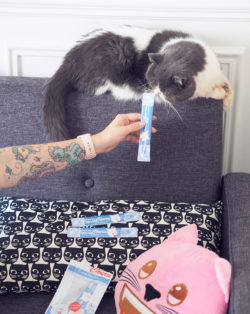 meowingtons