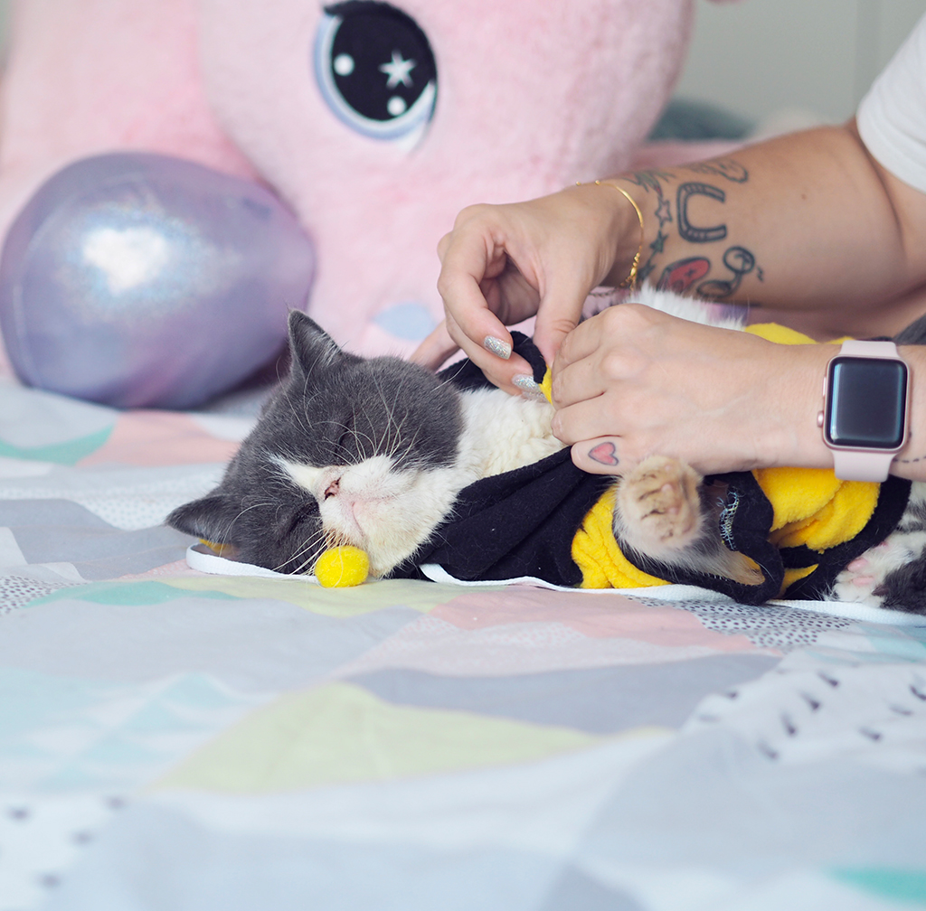 meowingtons