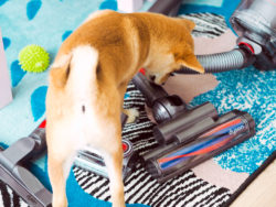 dyson cinetic animal big ball pro