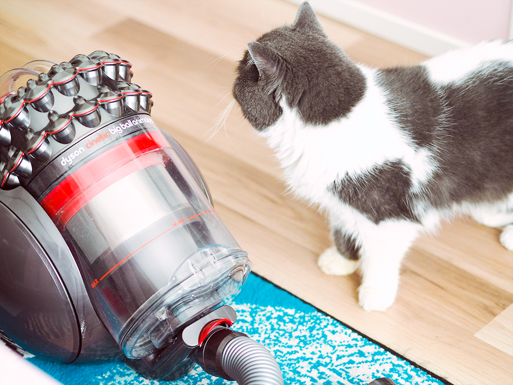 dyson cinetic animal big ball pro