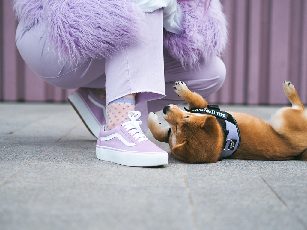 asos shiba inu vans