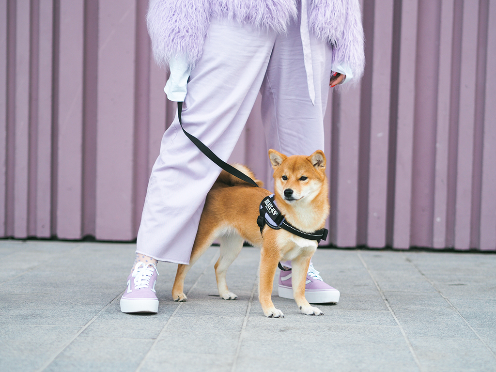 asos shiba inu vans