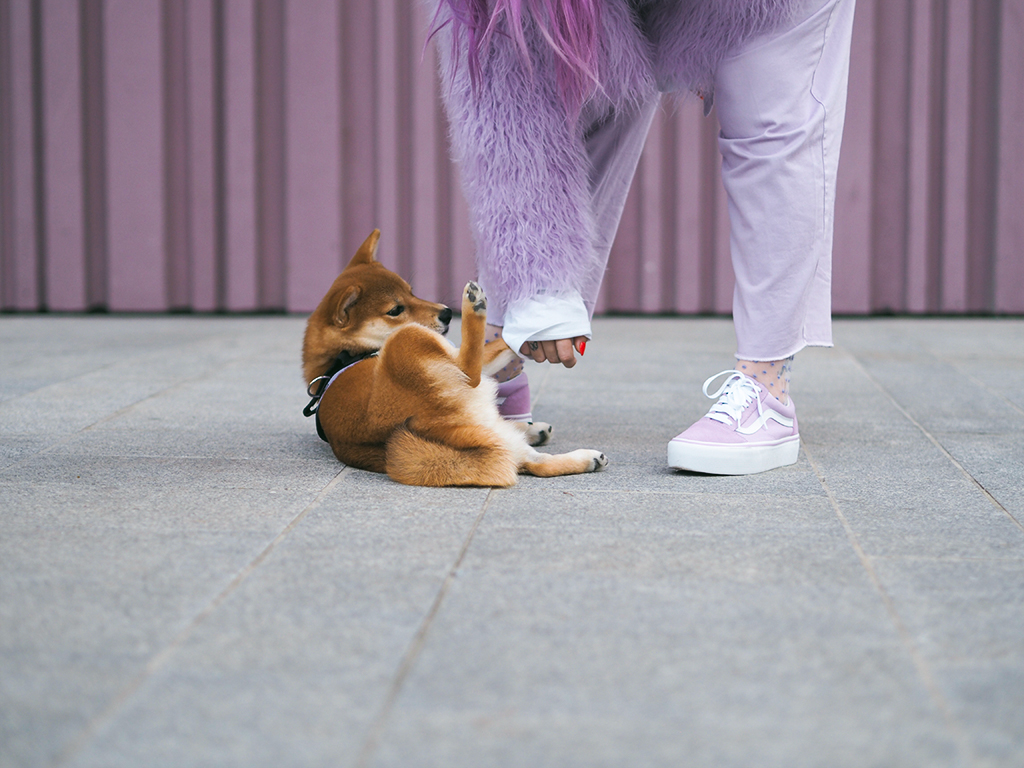 asos shiba inu vans