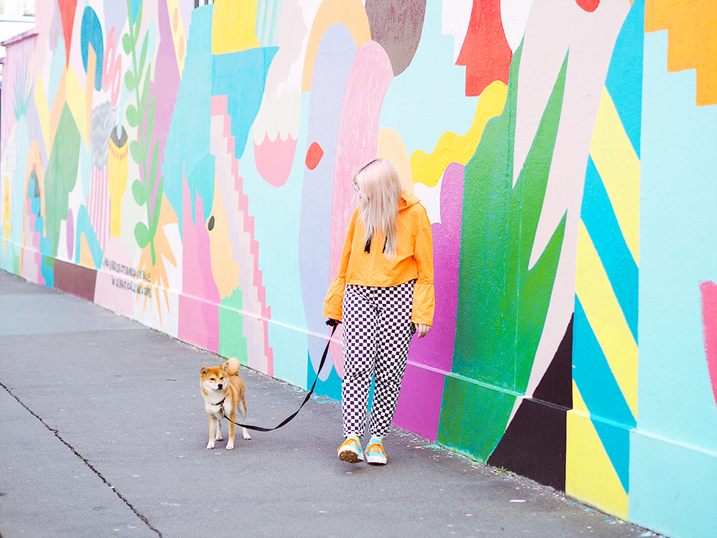 shiba inu paris monki converse golf fleur