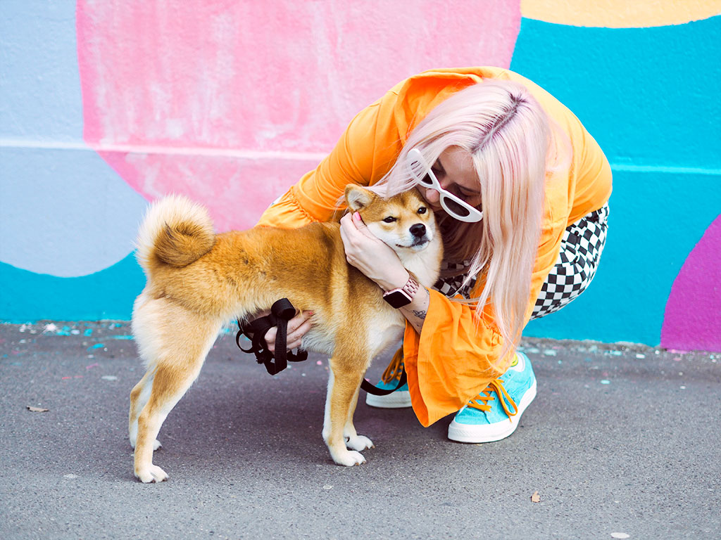 shiba inu paris monki converse golf fleur