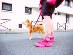adidas falcon shiba inu
