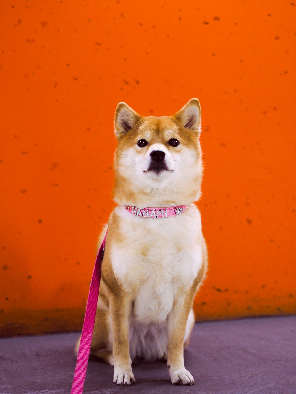 shiba inu