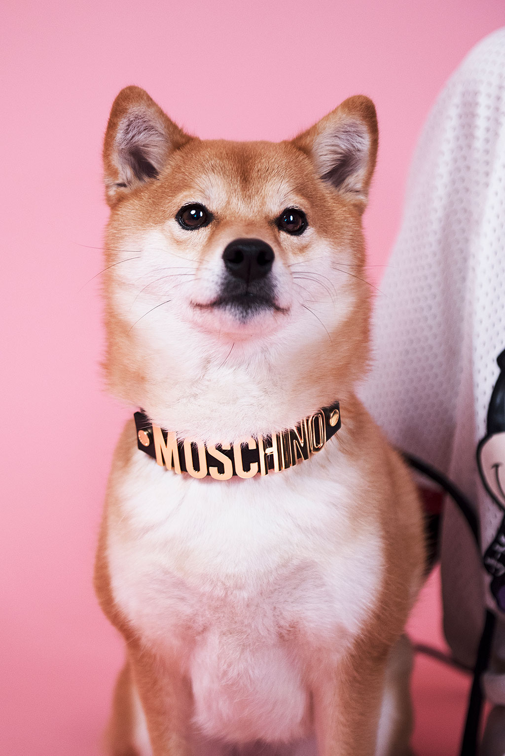 moschino h&m shiba inu