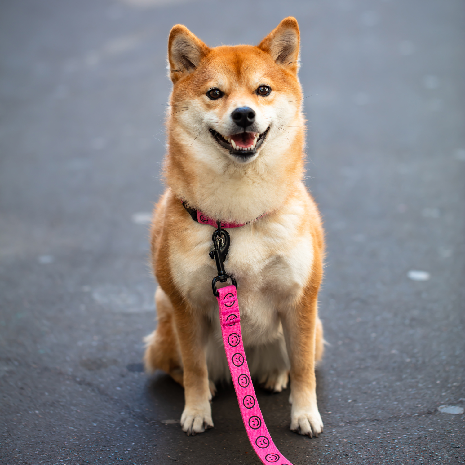 shiba inu lazy oaf leash