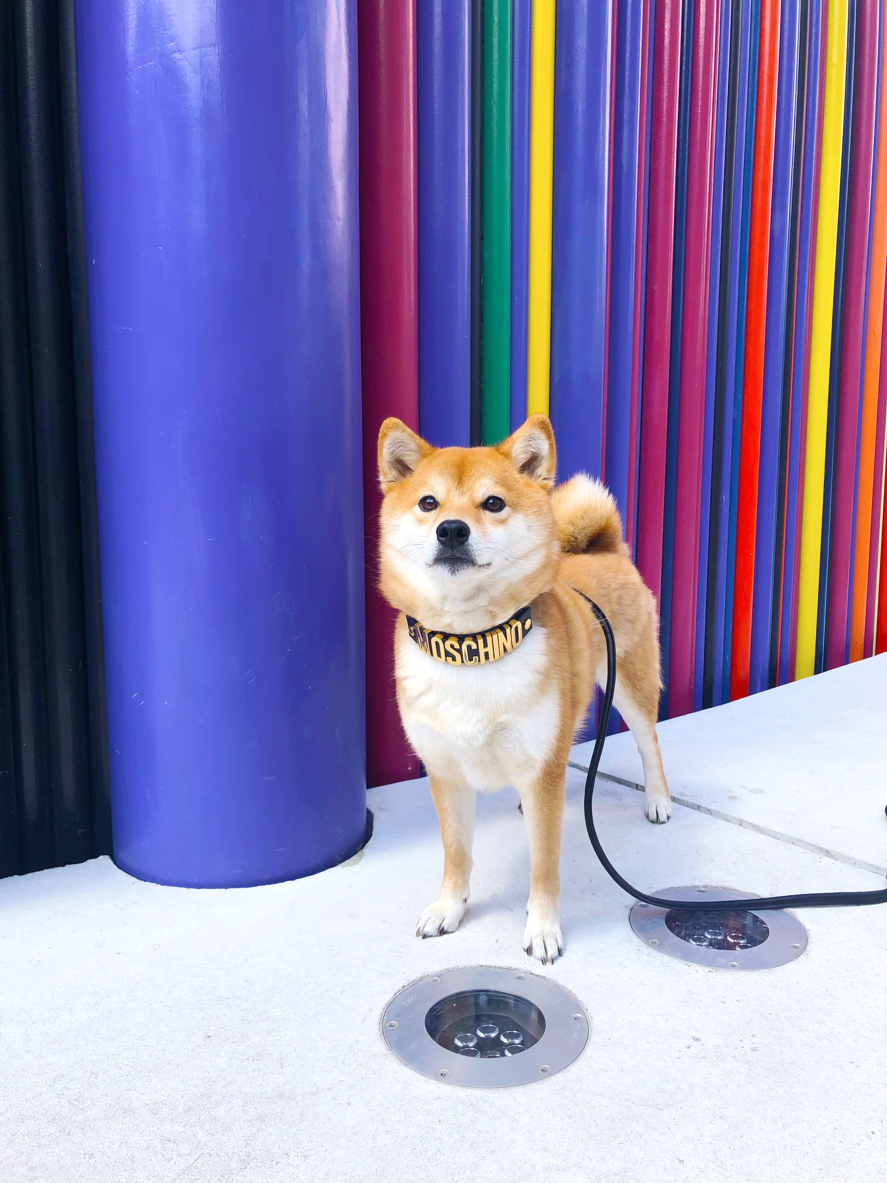 shiba inu moschino